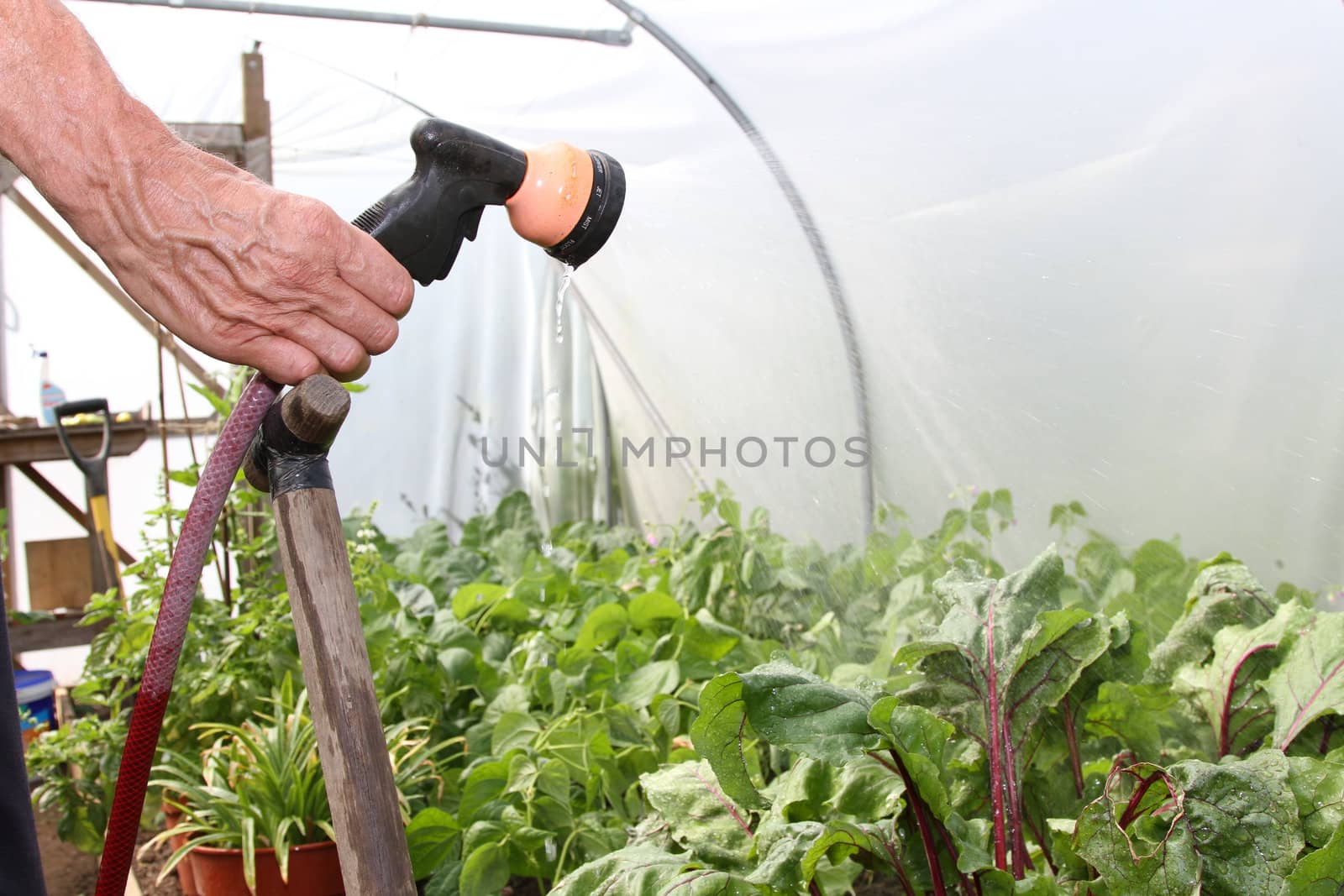 Watering plants with a hosepipe in a polytunnel.