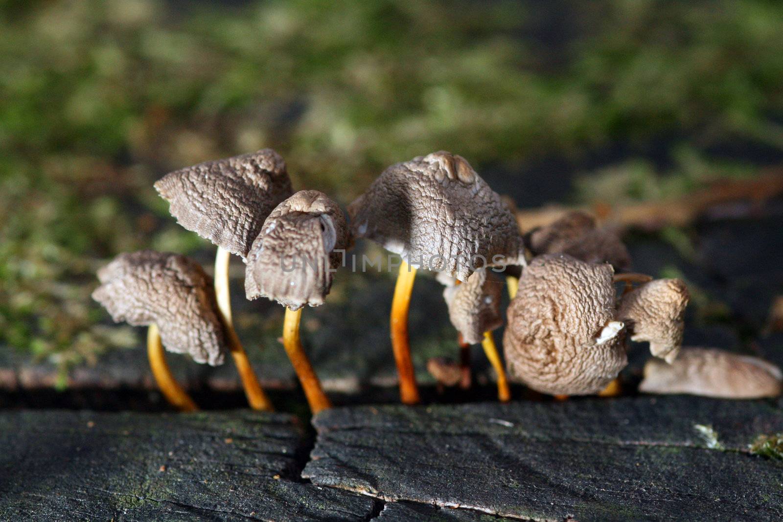 mushroom in the floor of the forest