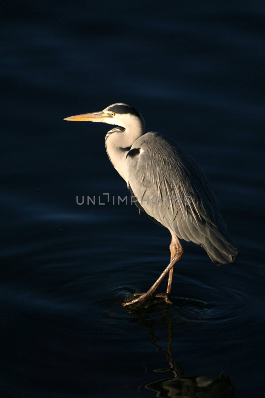 Grey Heron fishing at the waterside