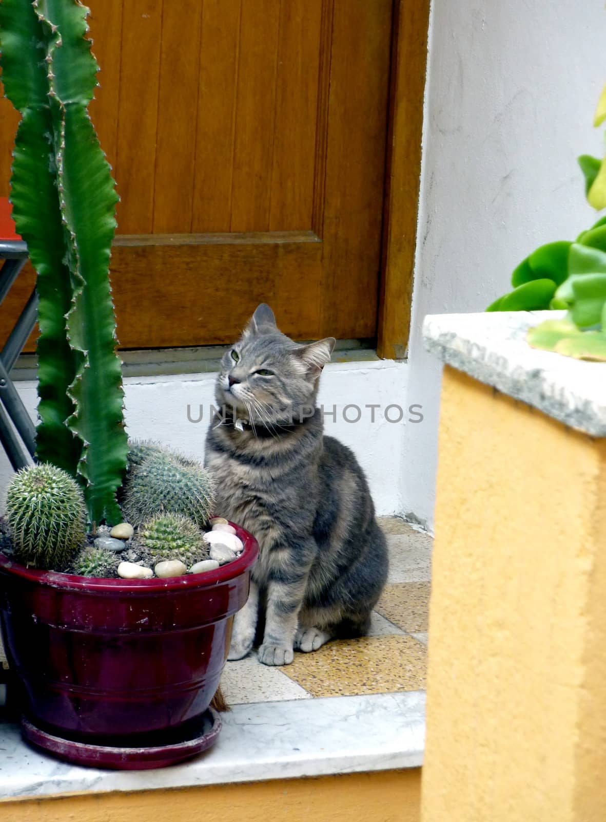 Cute grey cat standing in front of a door and behind a cactus