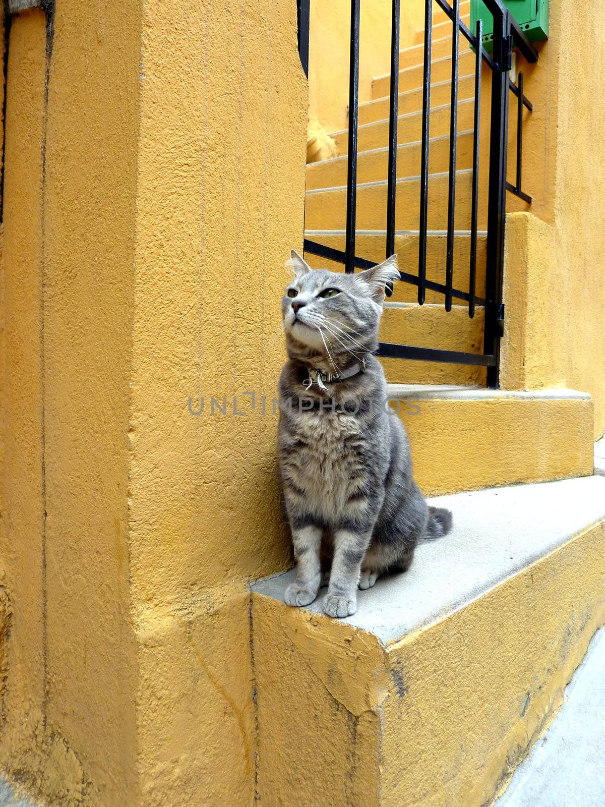Cute grey cat standing on orange stairs in front of a black fence
