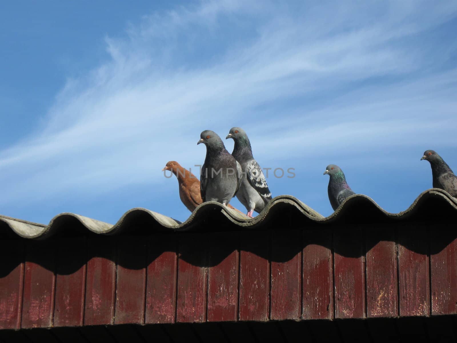 pigeons on roof against blue sky