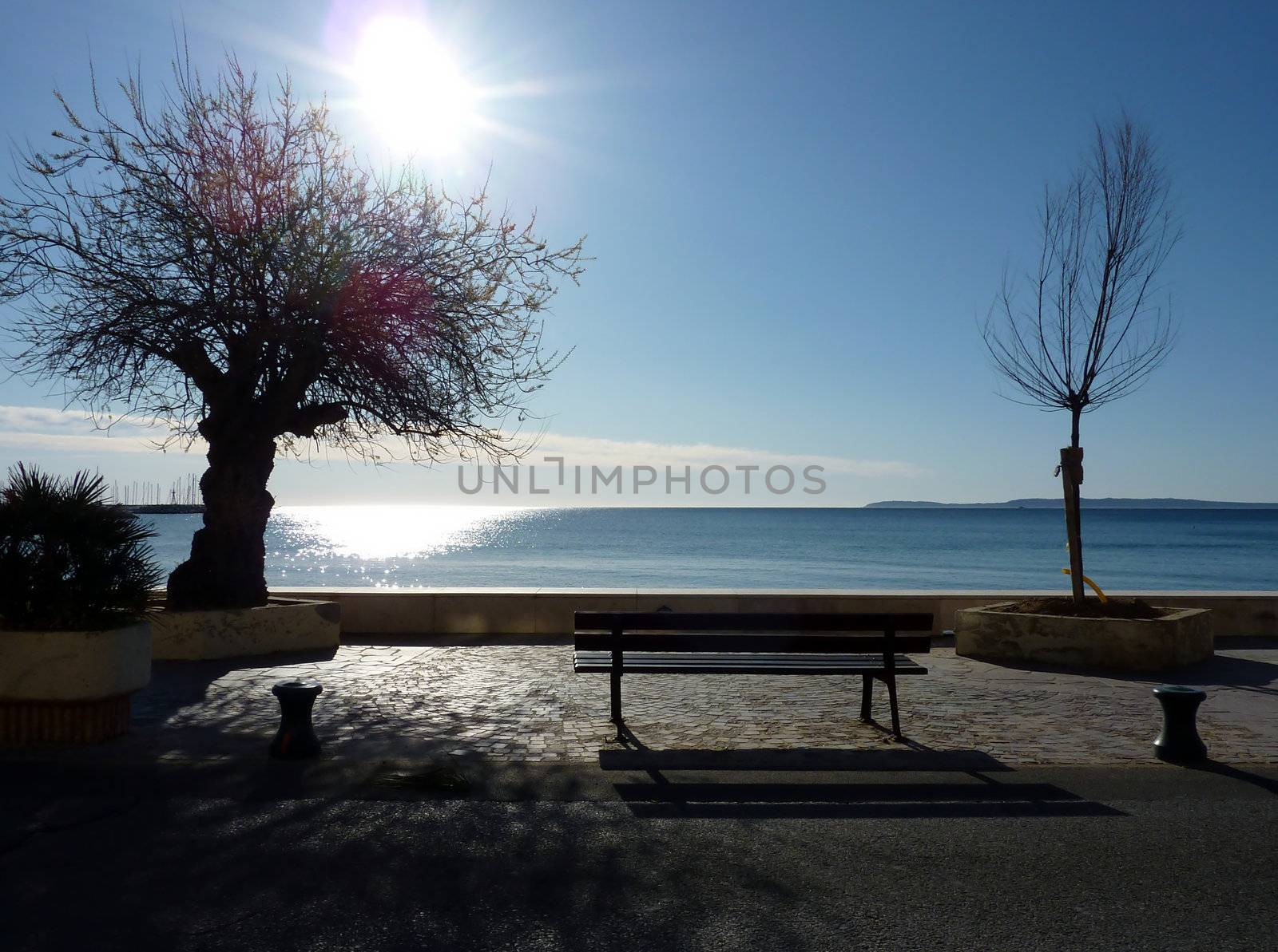 Bench and trees into the light and at the mediterranean seaside by very beautiful weather