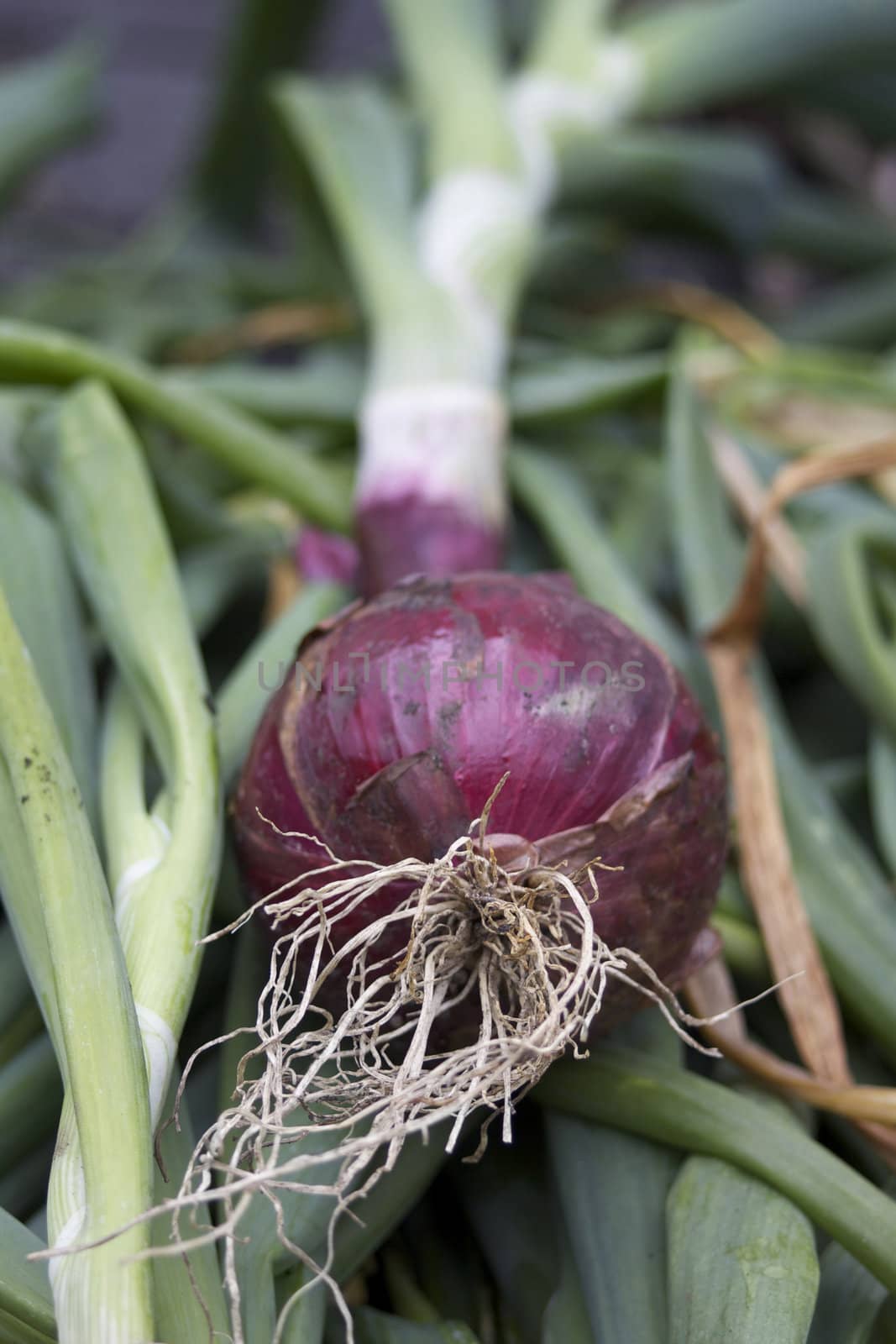 A low angled image of an organically grown red onion, red baron, showing the roots of the bulb. Onion rests amongst other harvested onions and their green stalks.