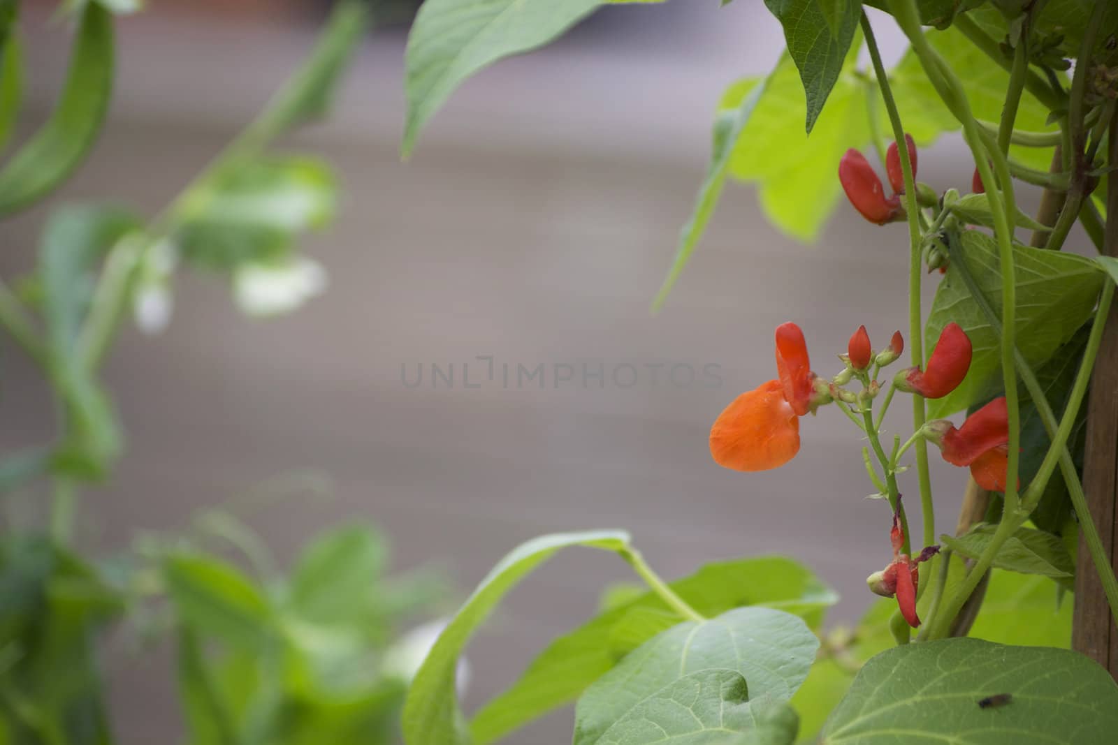 The first bright orange flowers of a runner bean plant. Set on a landscape format with the leaves and shoots of the plant creating a frame to the image. Room for copy etc to center.