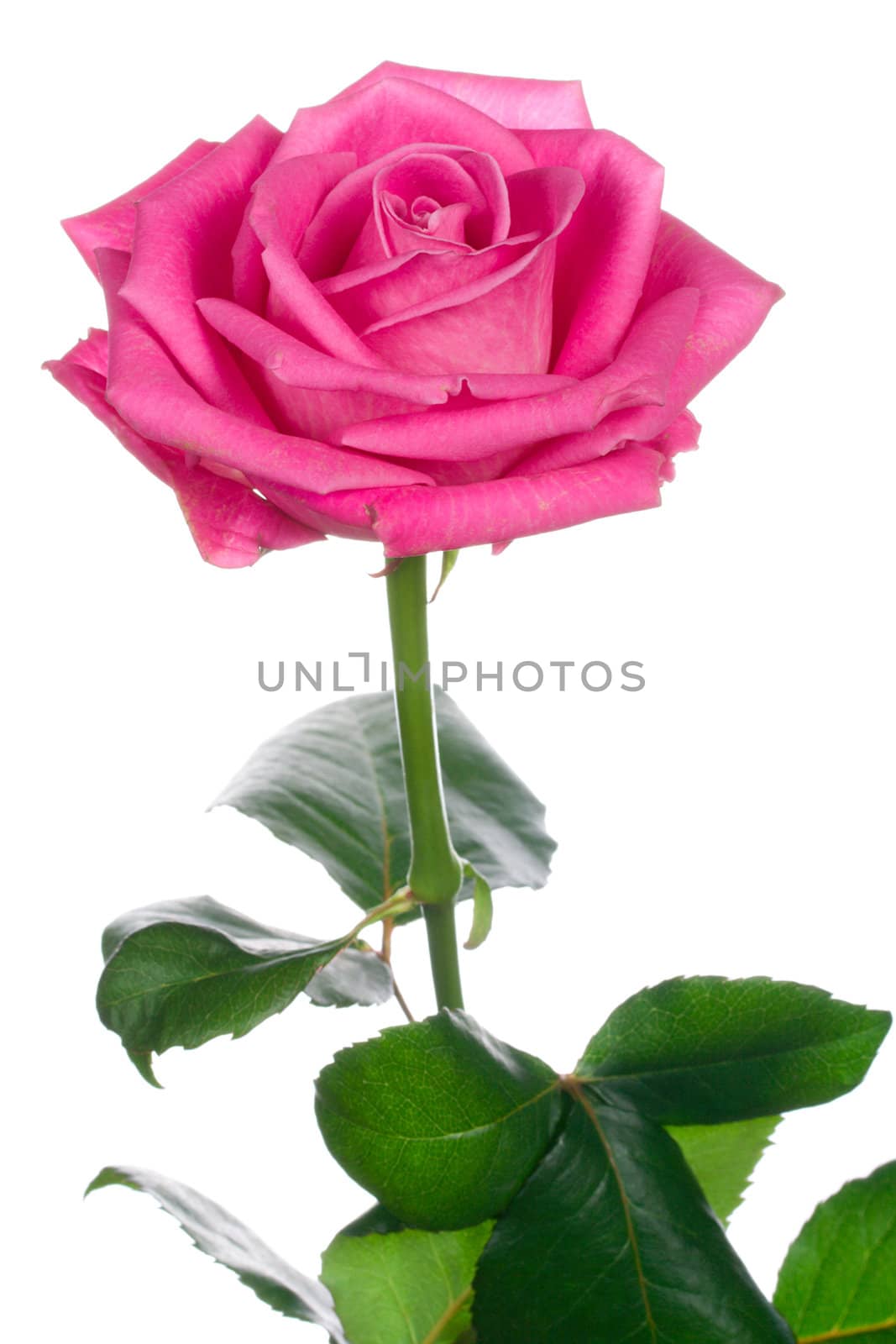 close-up beautiful pink rose, isolated on white