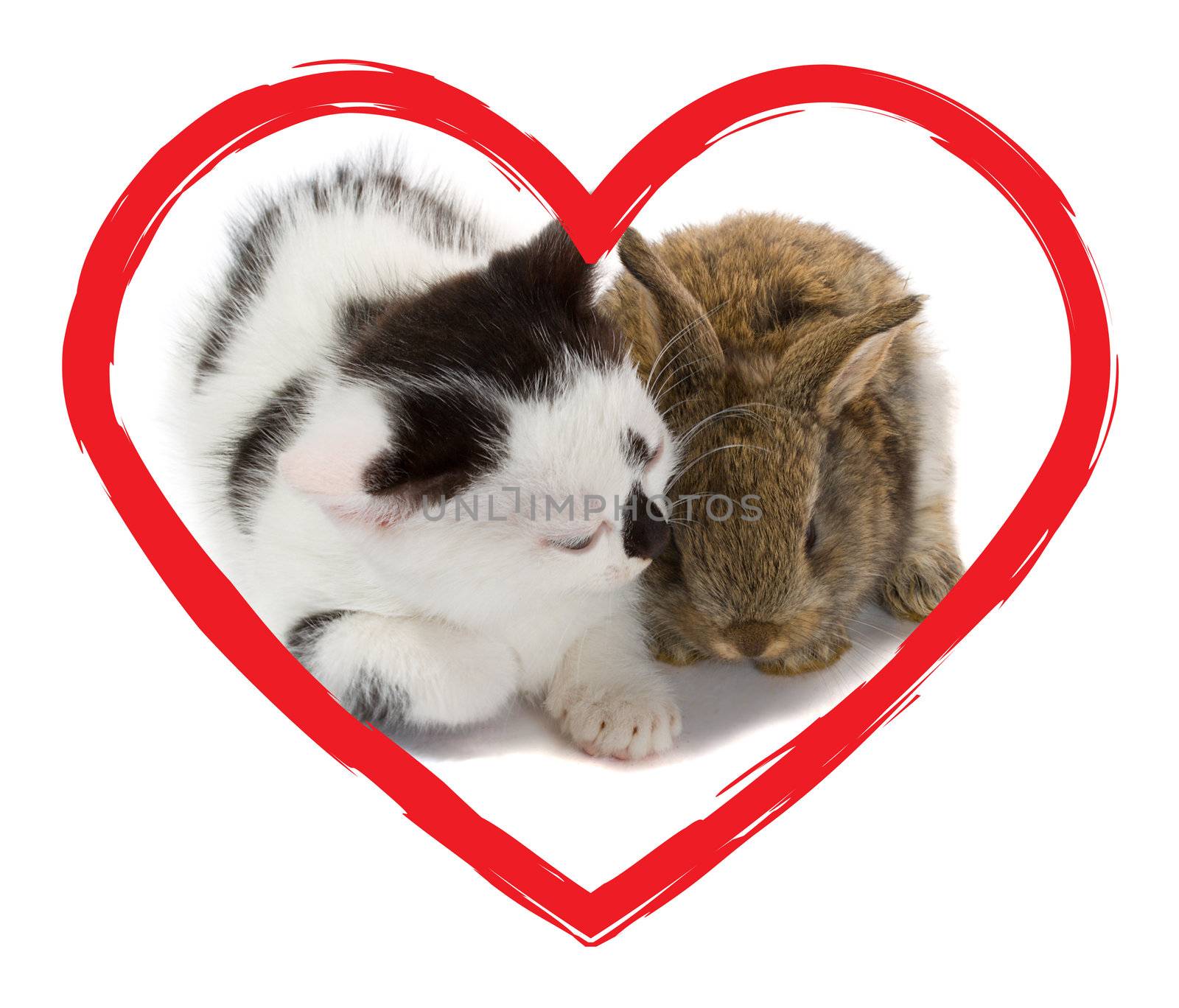 kitten and bunny in heart, isolated on white