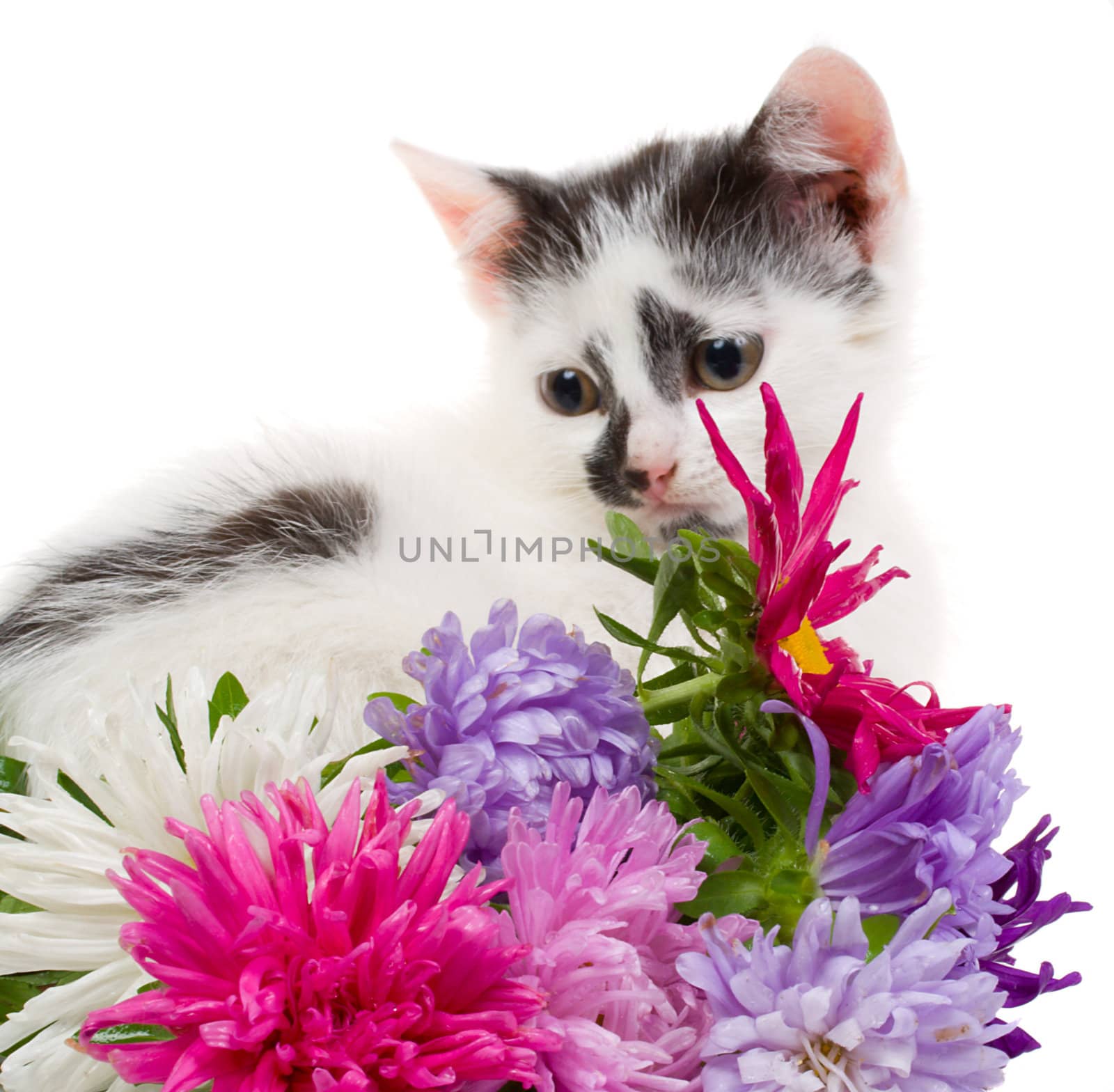 small kitten sitting near flowers, isolated on white