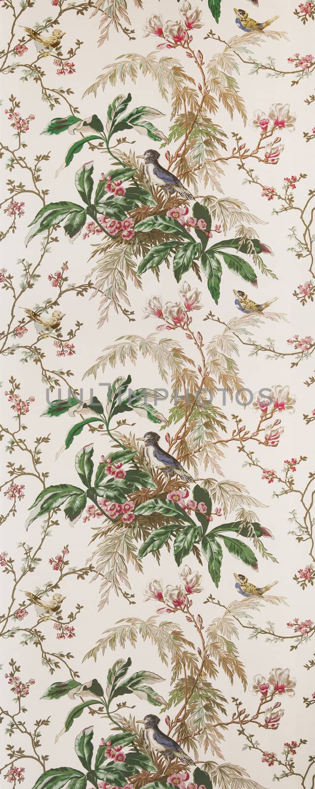 An image of an old bird wallpaper