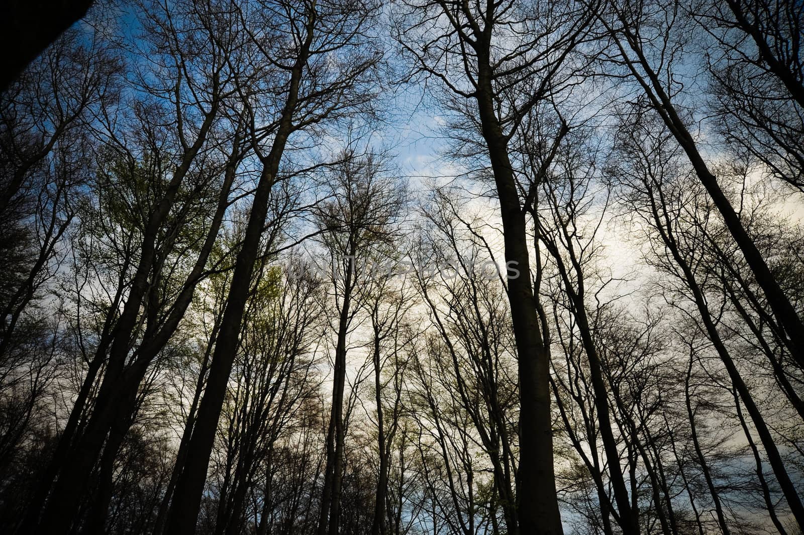 Looking up at trees