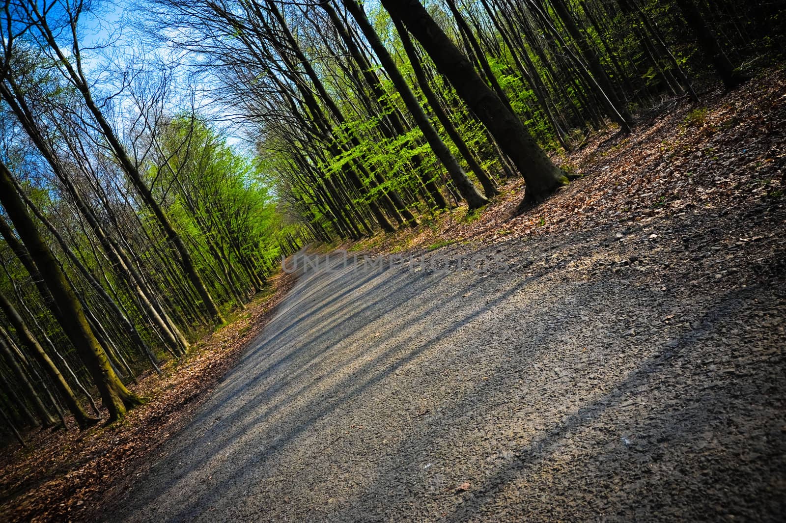 Diagonal image of a path through the trees