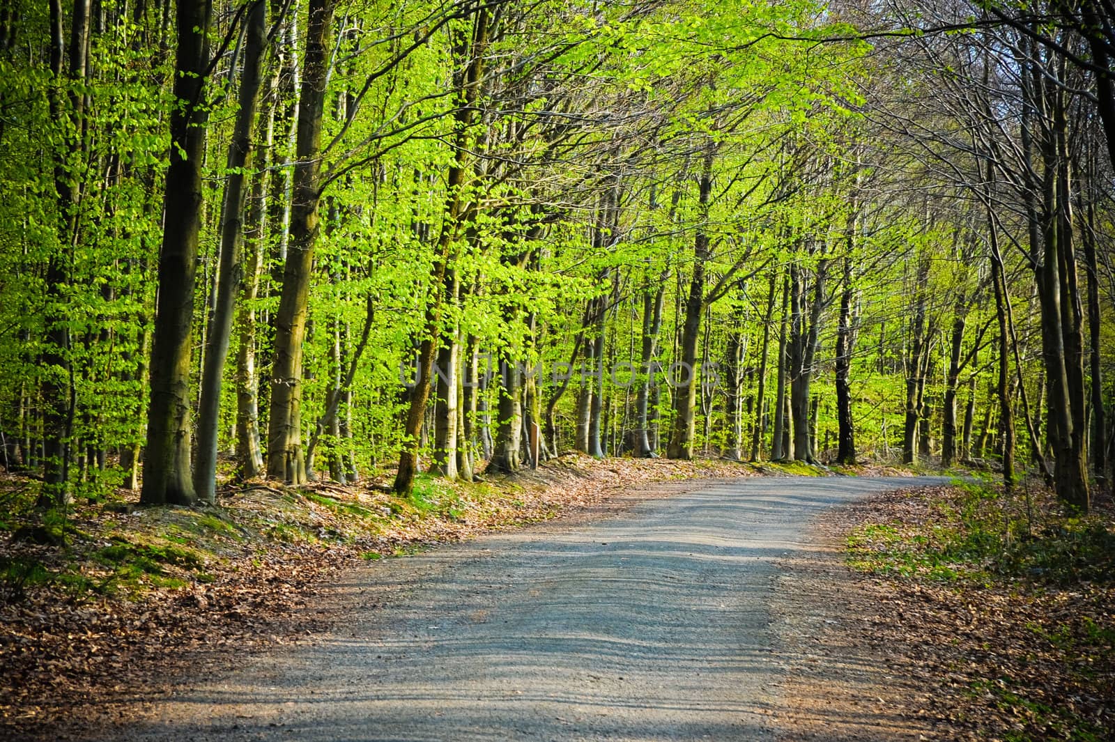 Curving path through the trees