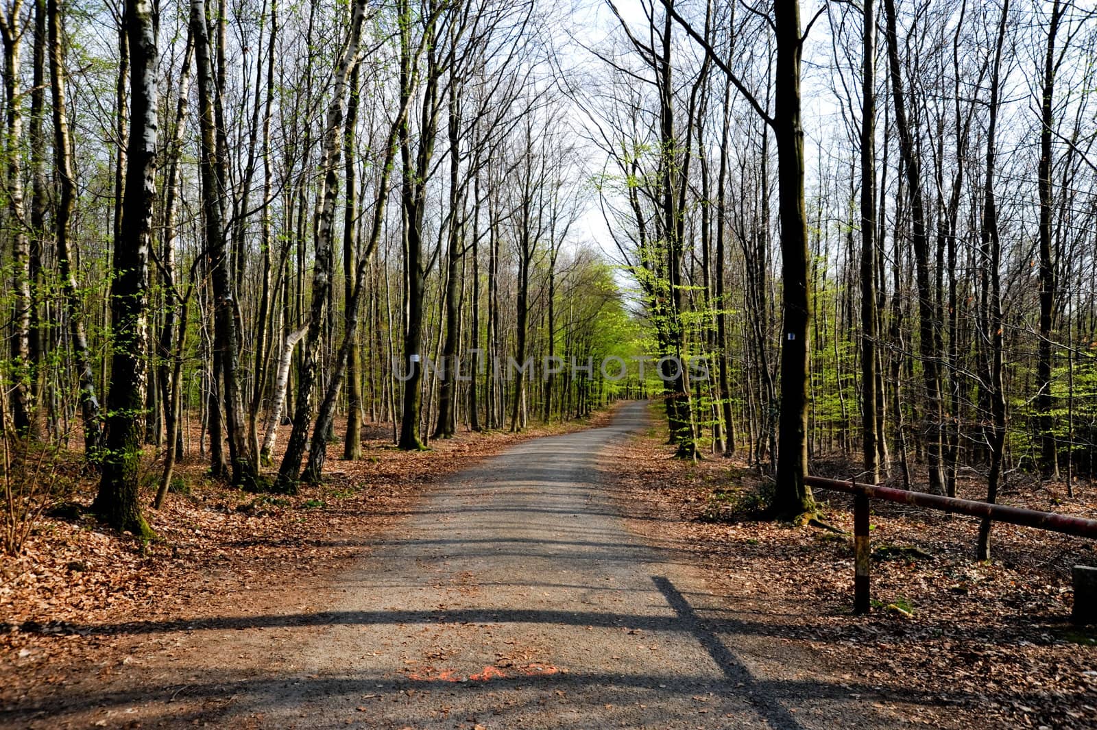 Path through the trees