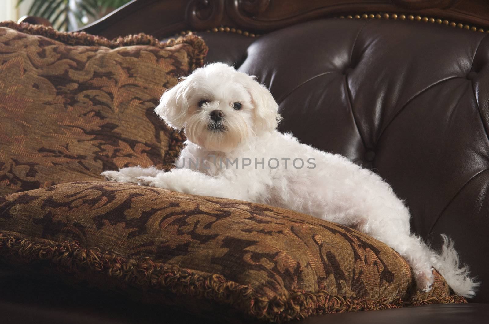 Maltese Puppy Relaxing by Feverpitched