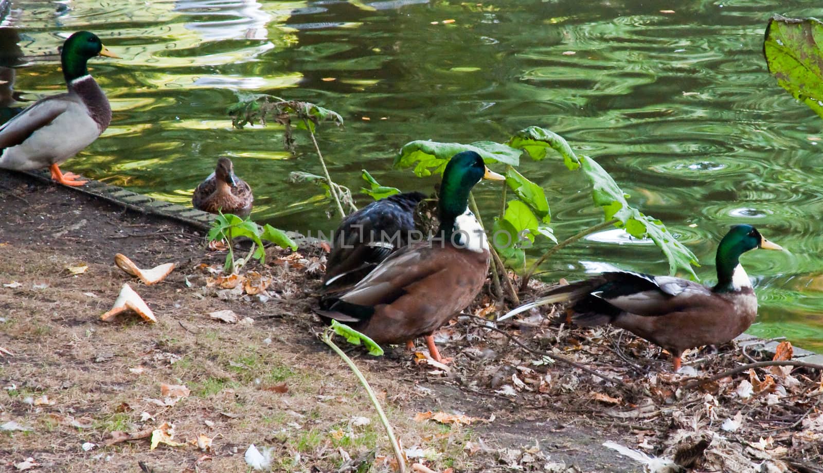 Ducks in a Bruges park, Belgium