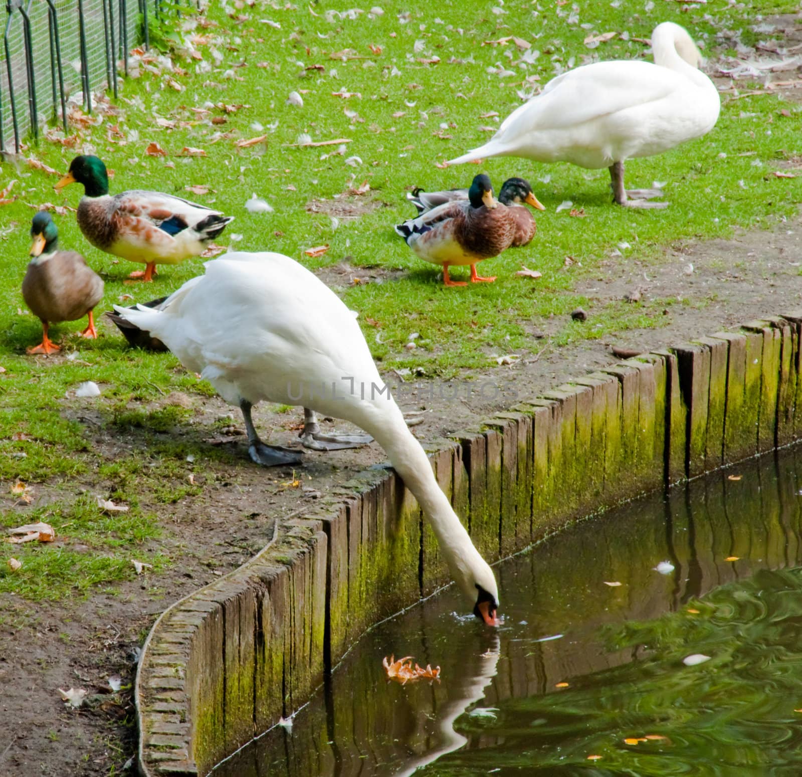 Swans and ducks in Bruges park