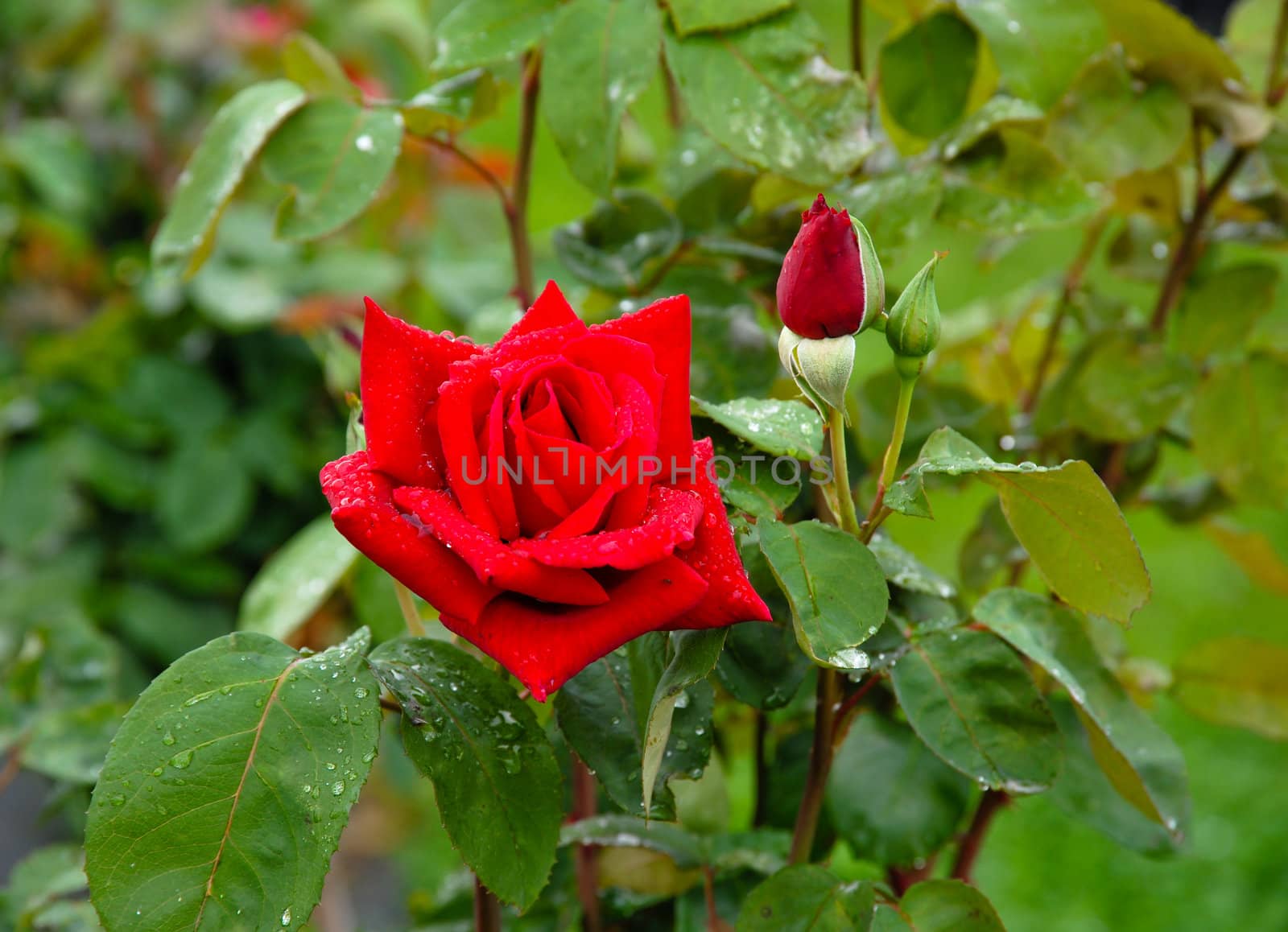 Red roses