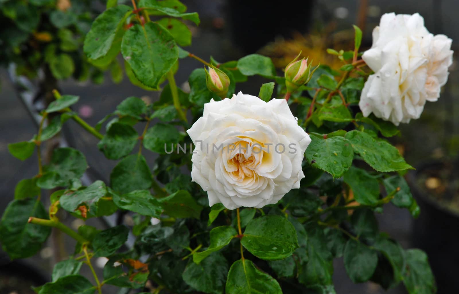 Two pale pink roses