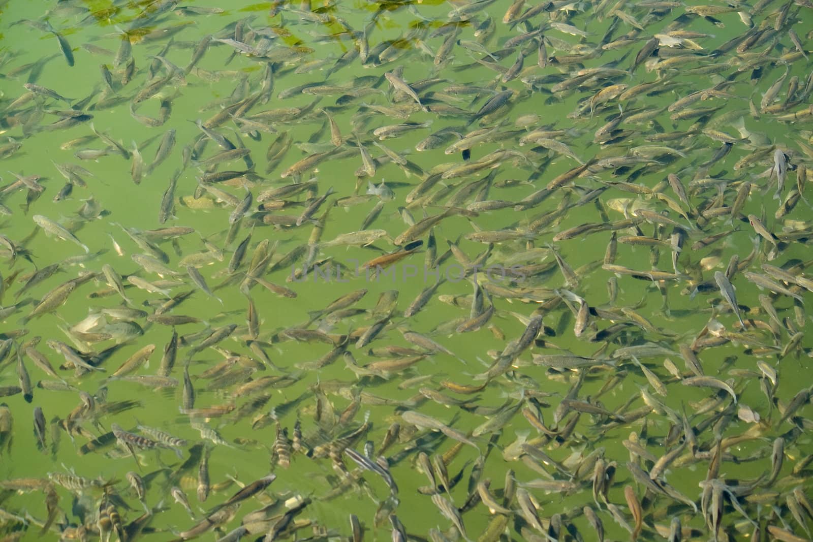 shoal of lake fish in water