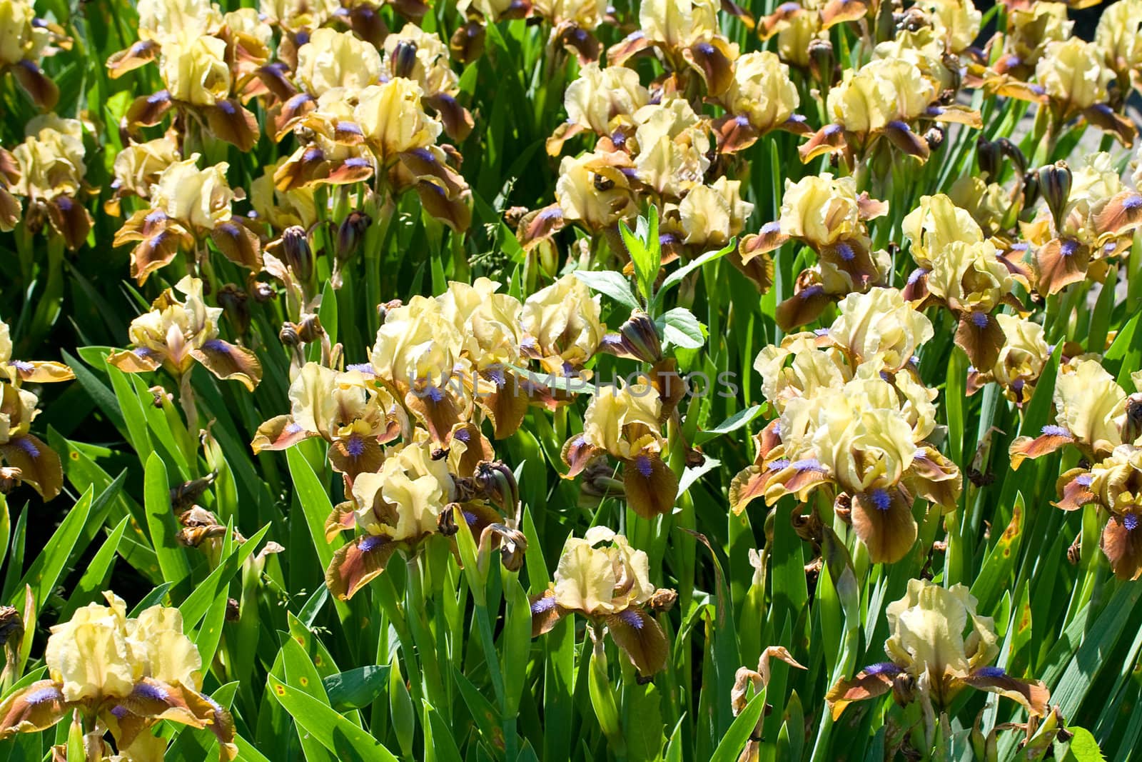 close-up yellow-brown-purple irises on field