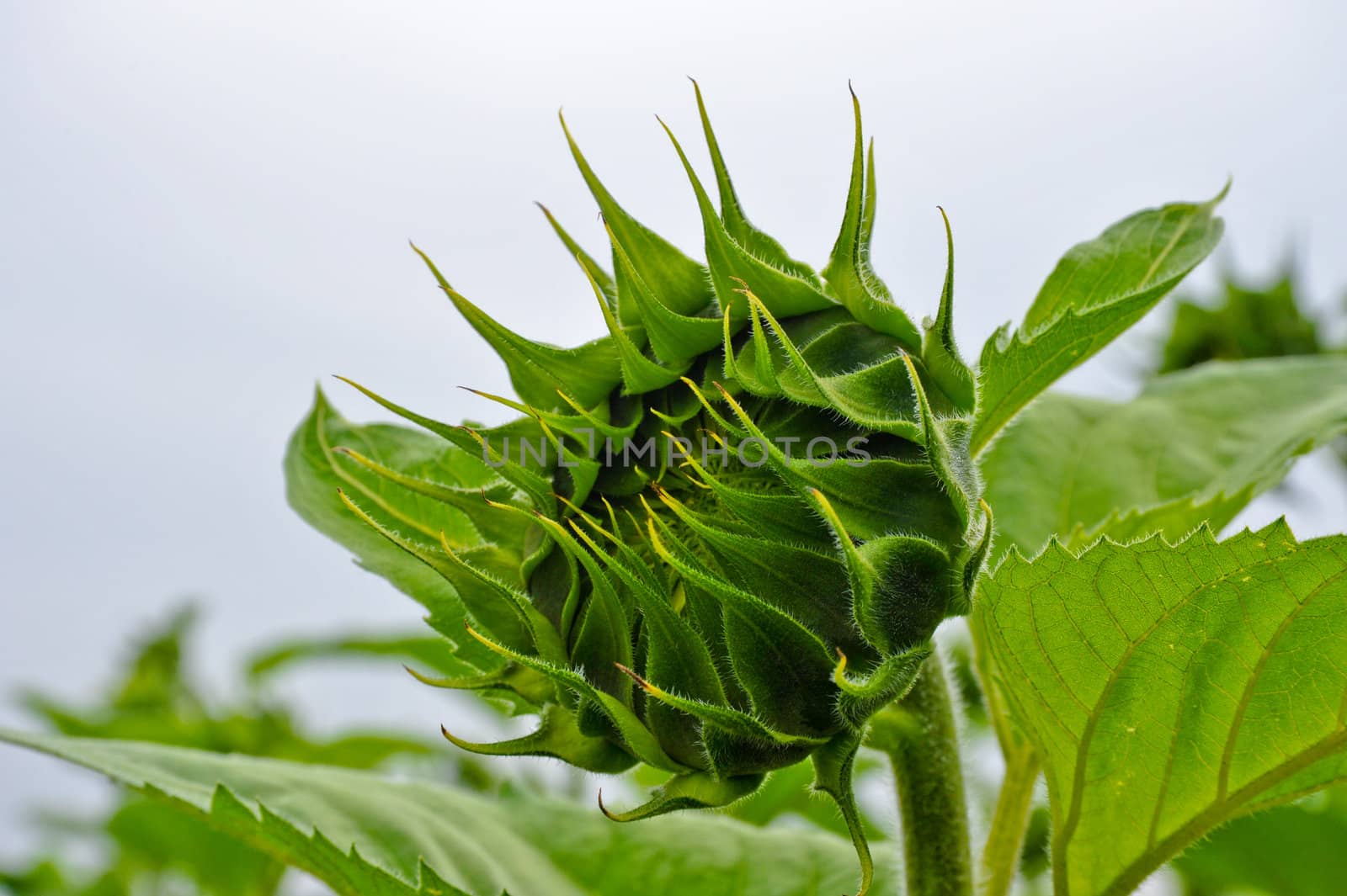 Sunflower with sky background