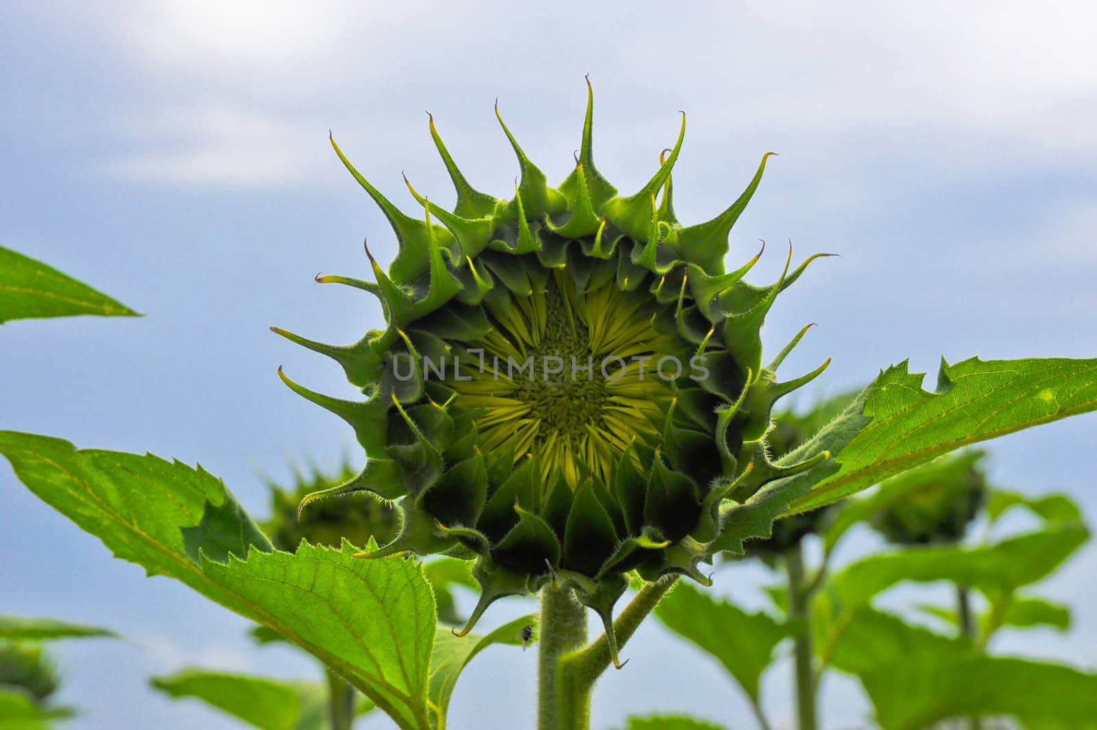 Sunflower with sky background