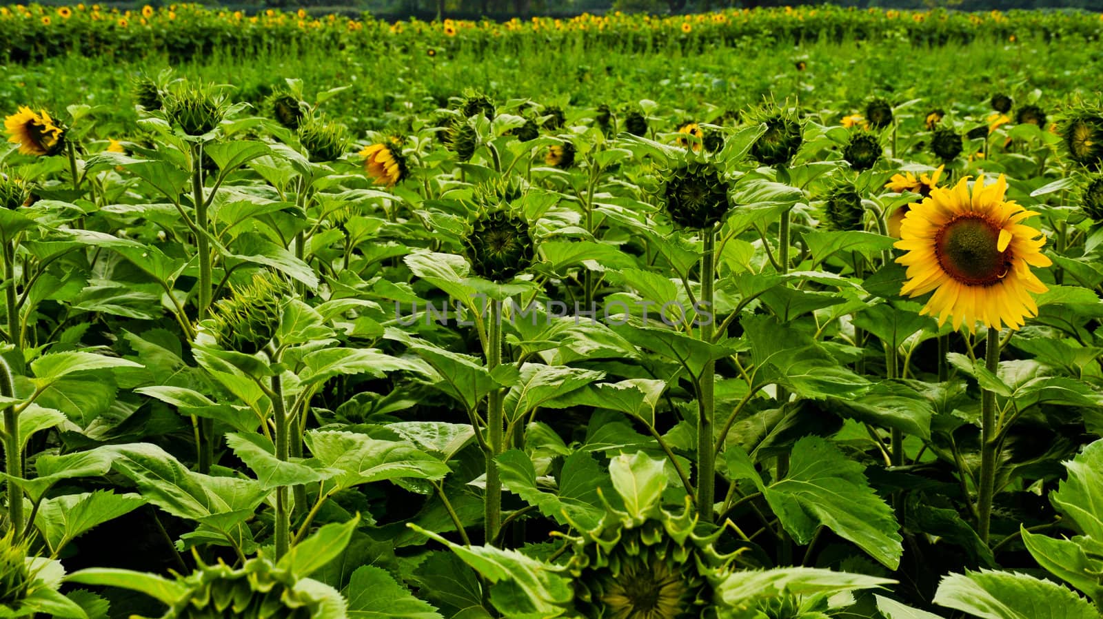 Field of sunflowers
