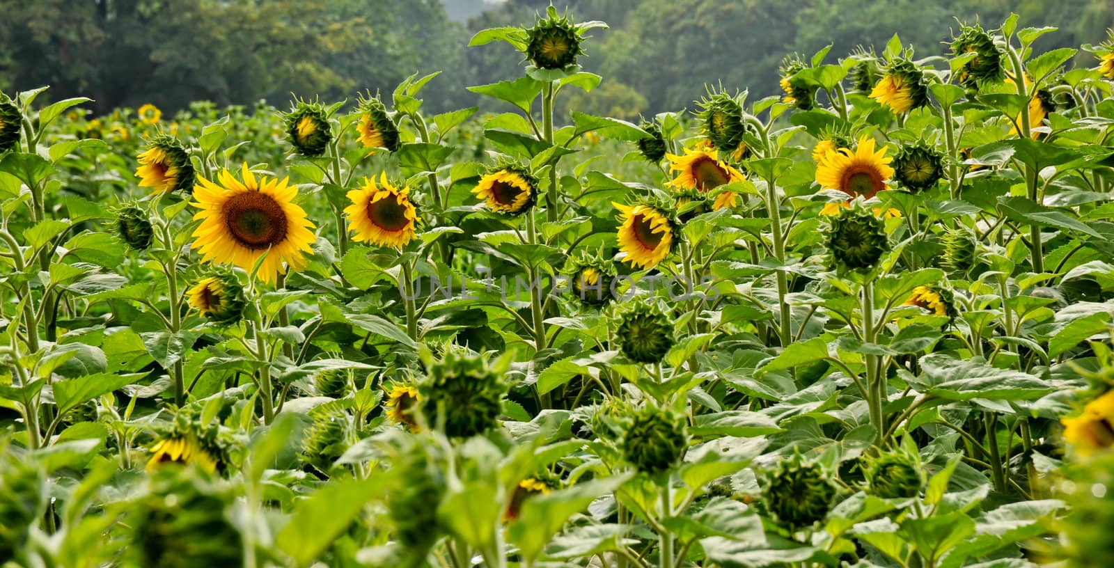 Field of sunflowers