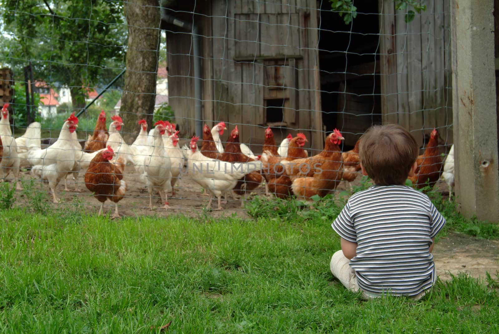 boy watching his chickens