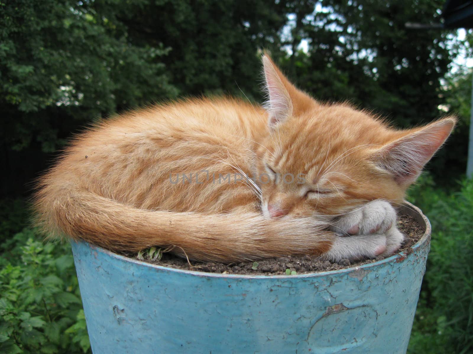 Red cat laying in a flower vase.