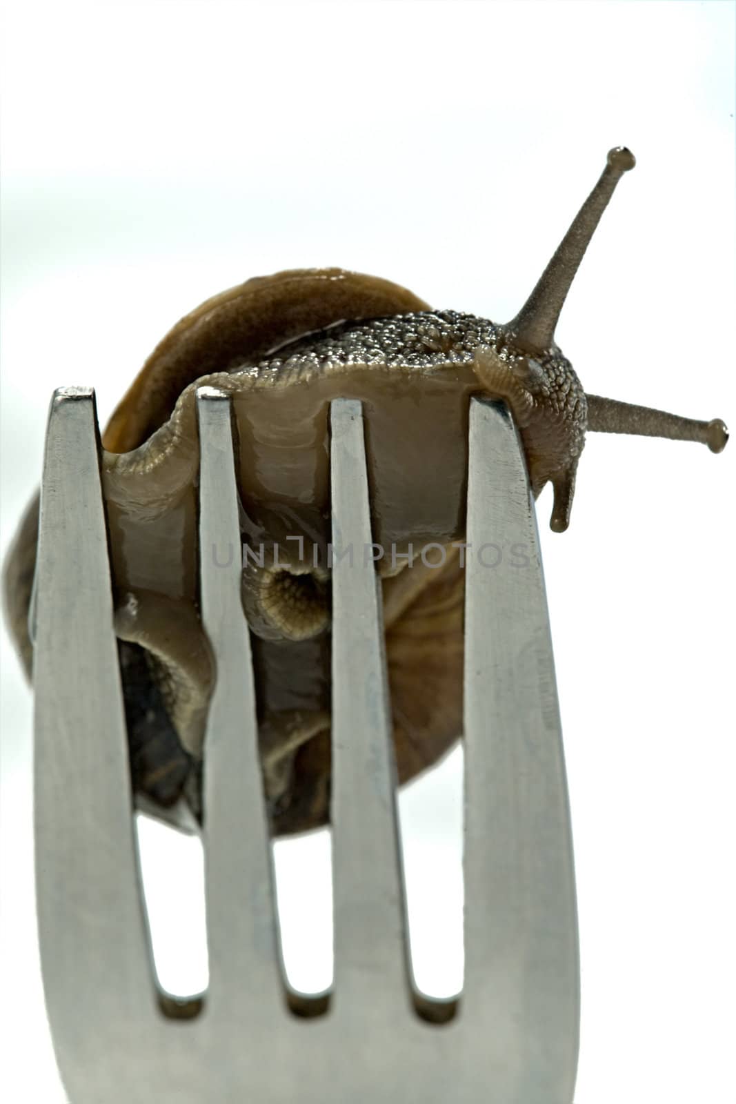 A snail crawling on the end of a fork