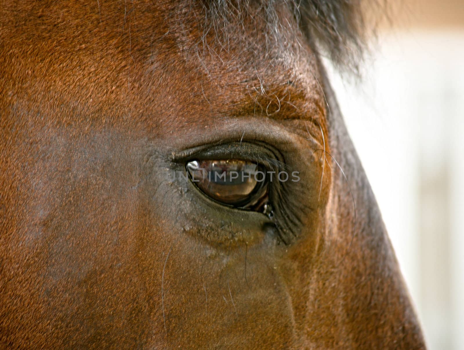 A close-up of a stallion's eye