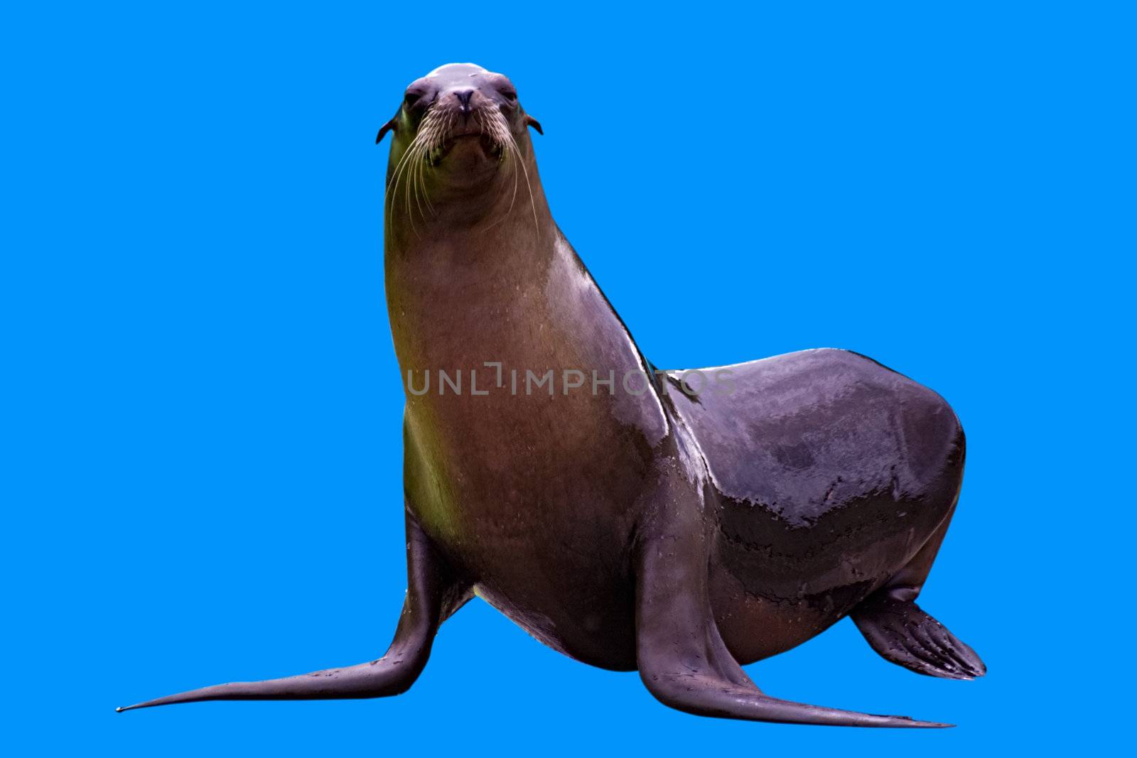 A female sea lion isolated on blue