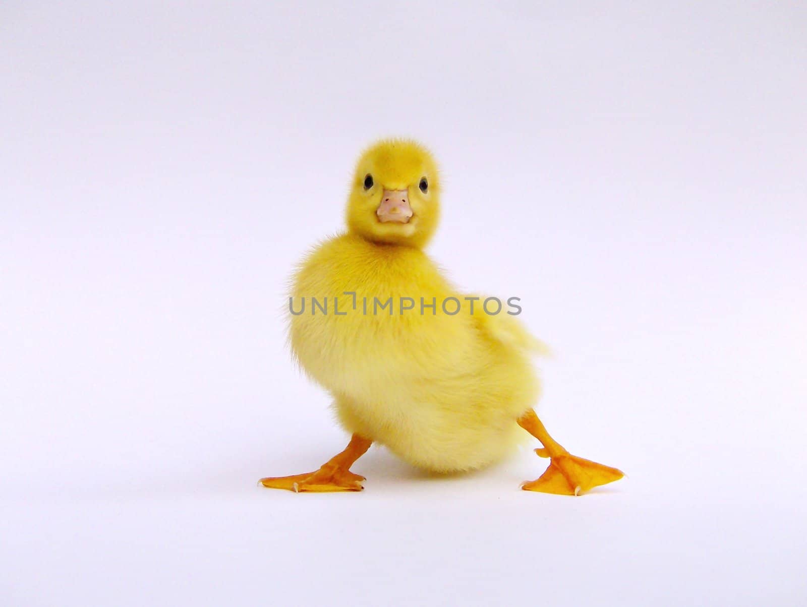 Little Duck I by BrunoESantos