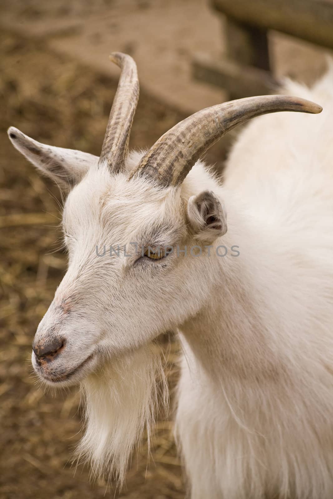 A head shot of a white goat with a beard
