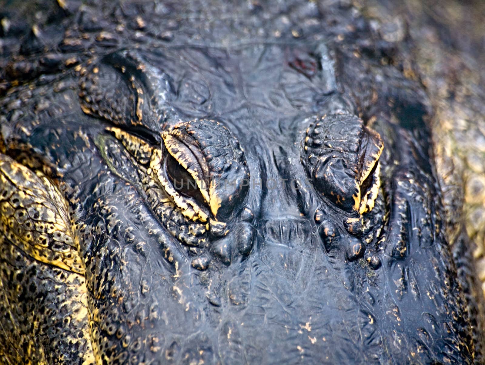 A close up of the eyes and head of an alligator