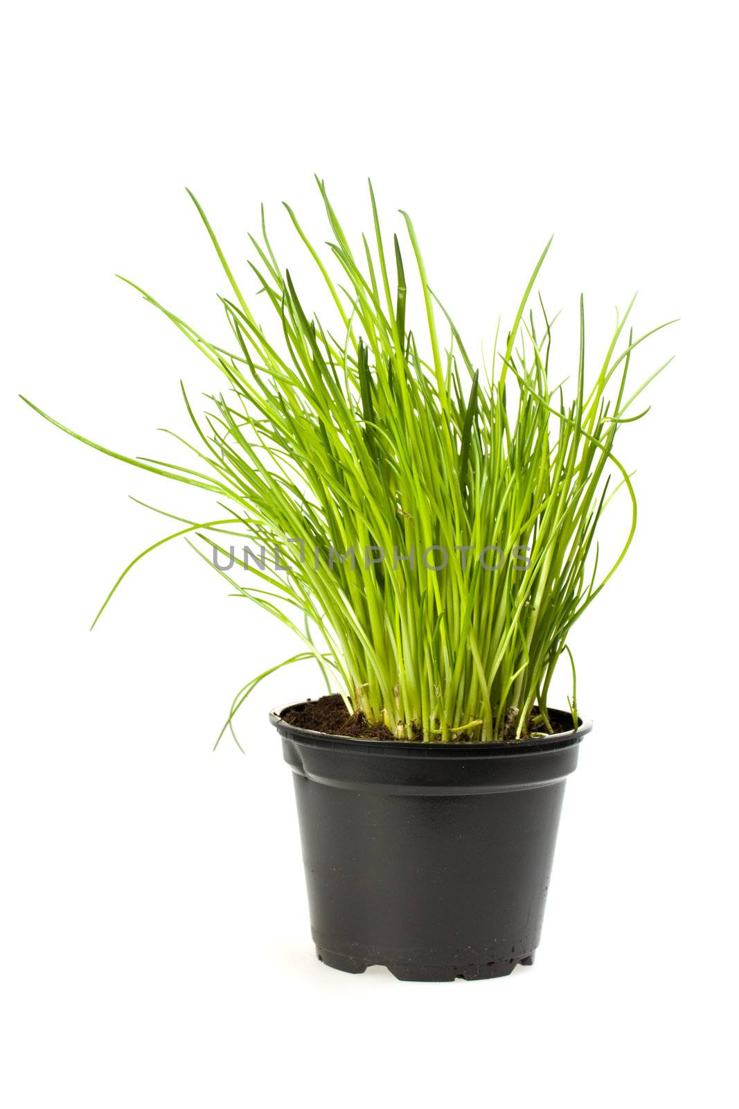 pot of chives isolated on white background by bernjuer
