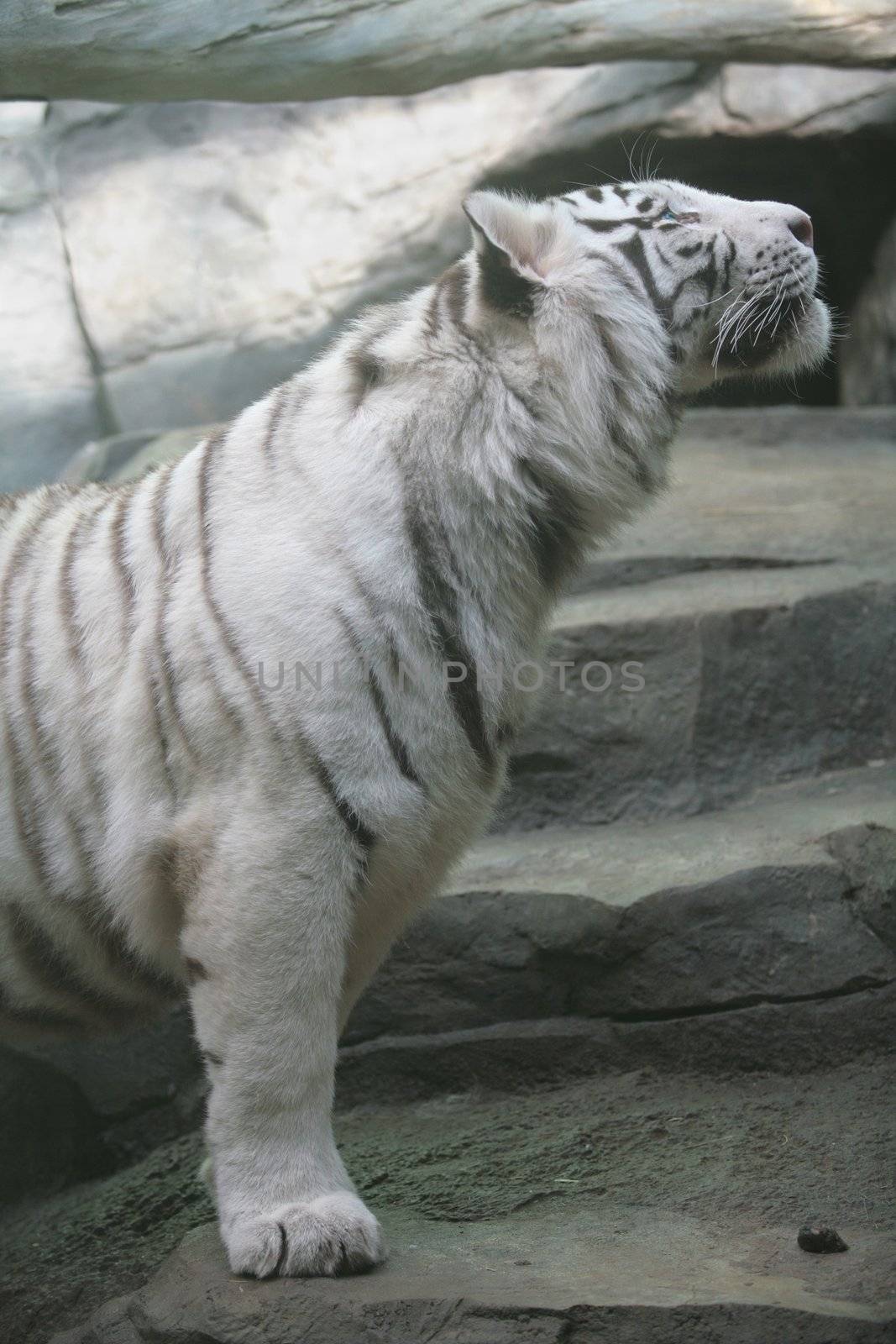 White Tiger by Astroid