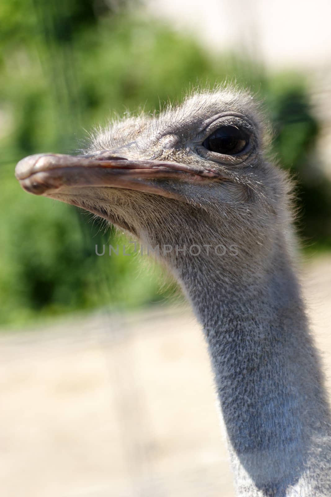 Birds, Ostrich by Astroid