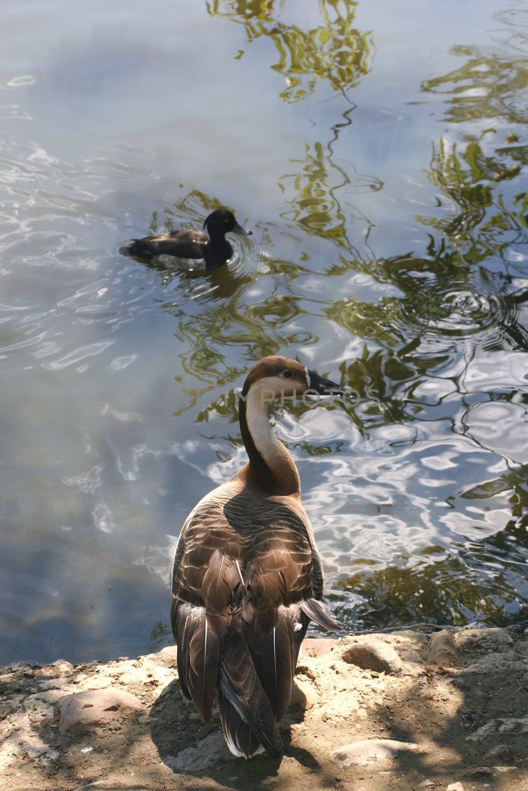 Birds, Goose ashore Pond, Floating