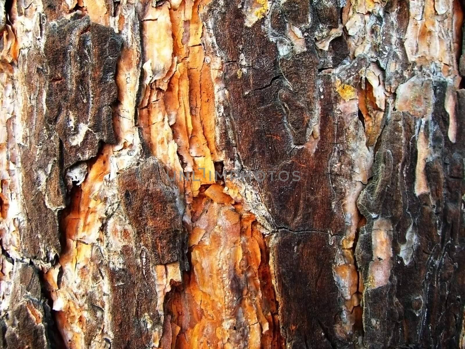 Cortex tree, background, stem, pattern, texture, abstraction, bright colour, relief, natural material, wood