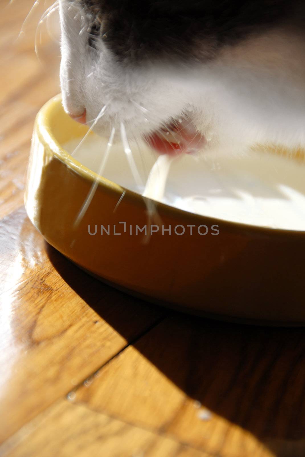 White cat drinking milk from yellow plate closeup