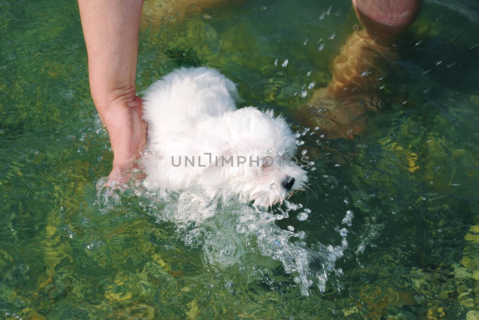 little white dog in  water swimming  supported by hand