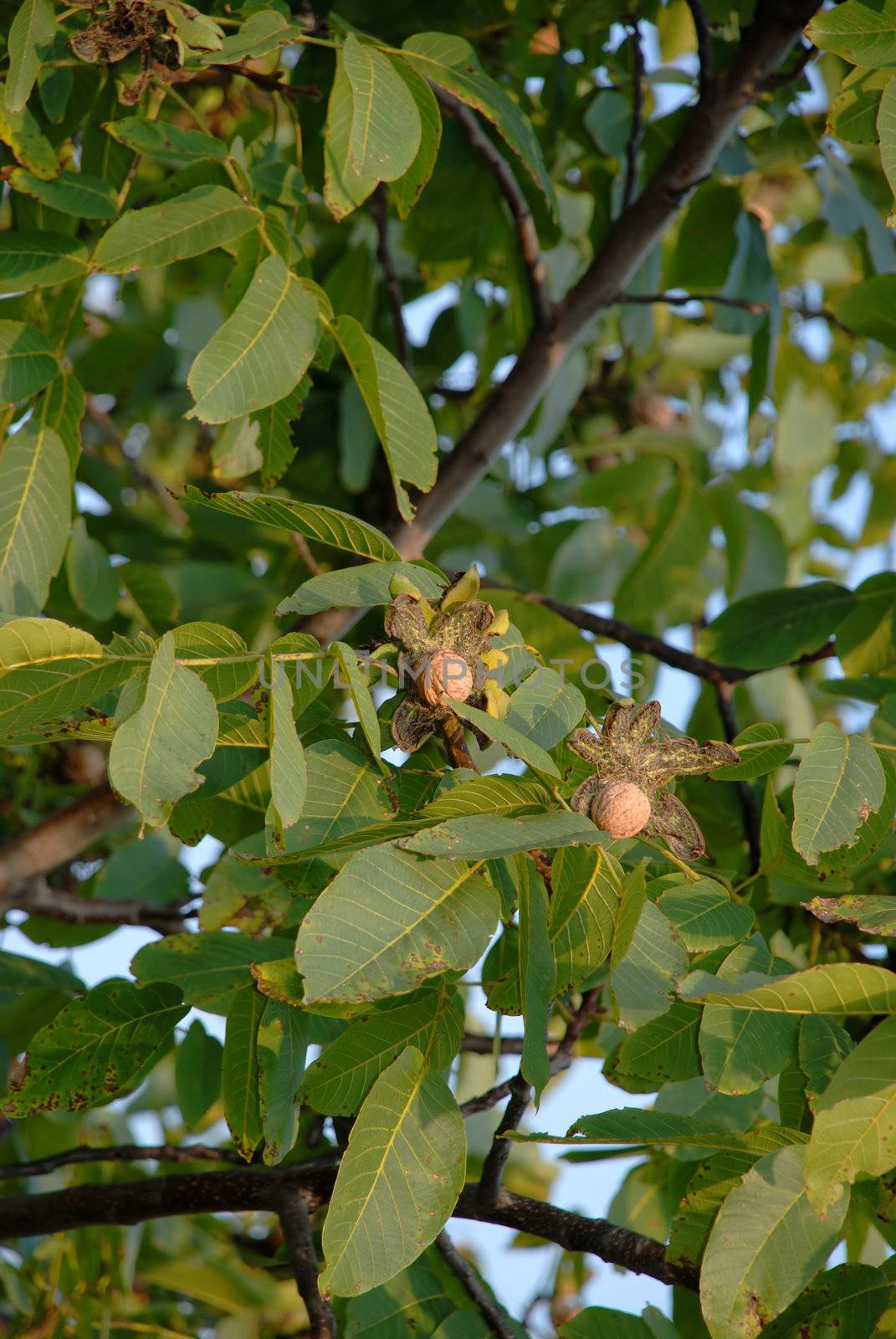 ripe walnut in opened shell over tree leaves background