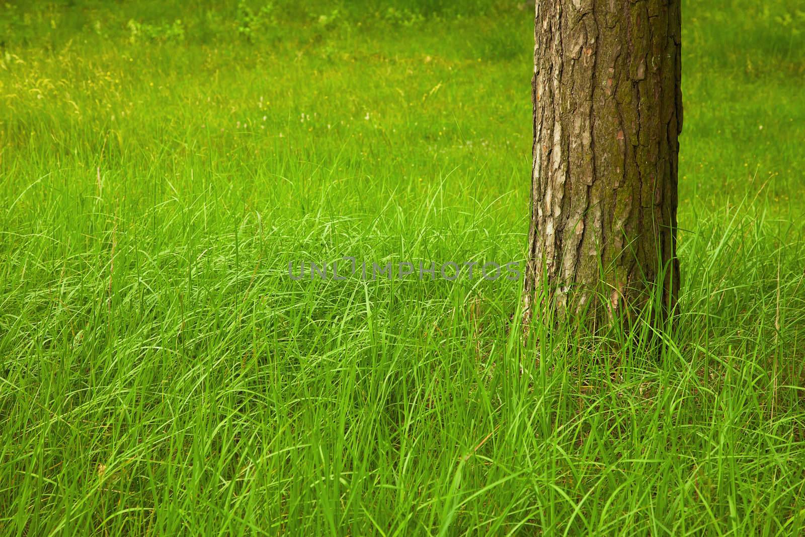 The green grass at the foot of a large tree