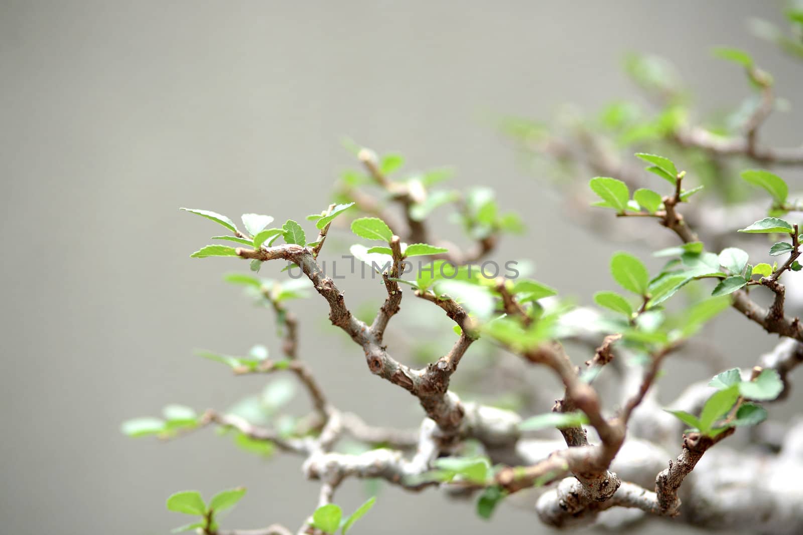 leaf of plant