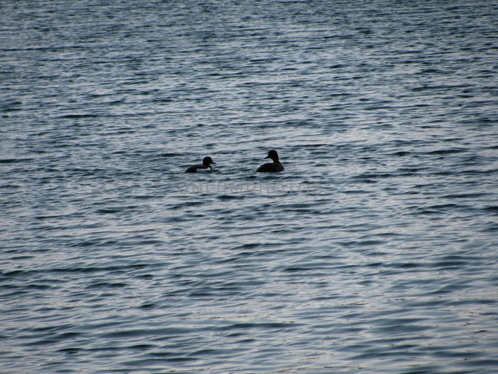 Ducks on water