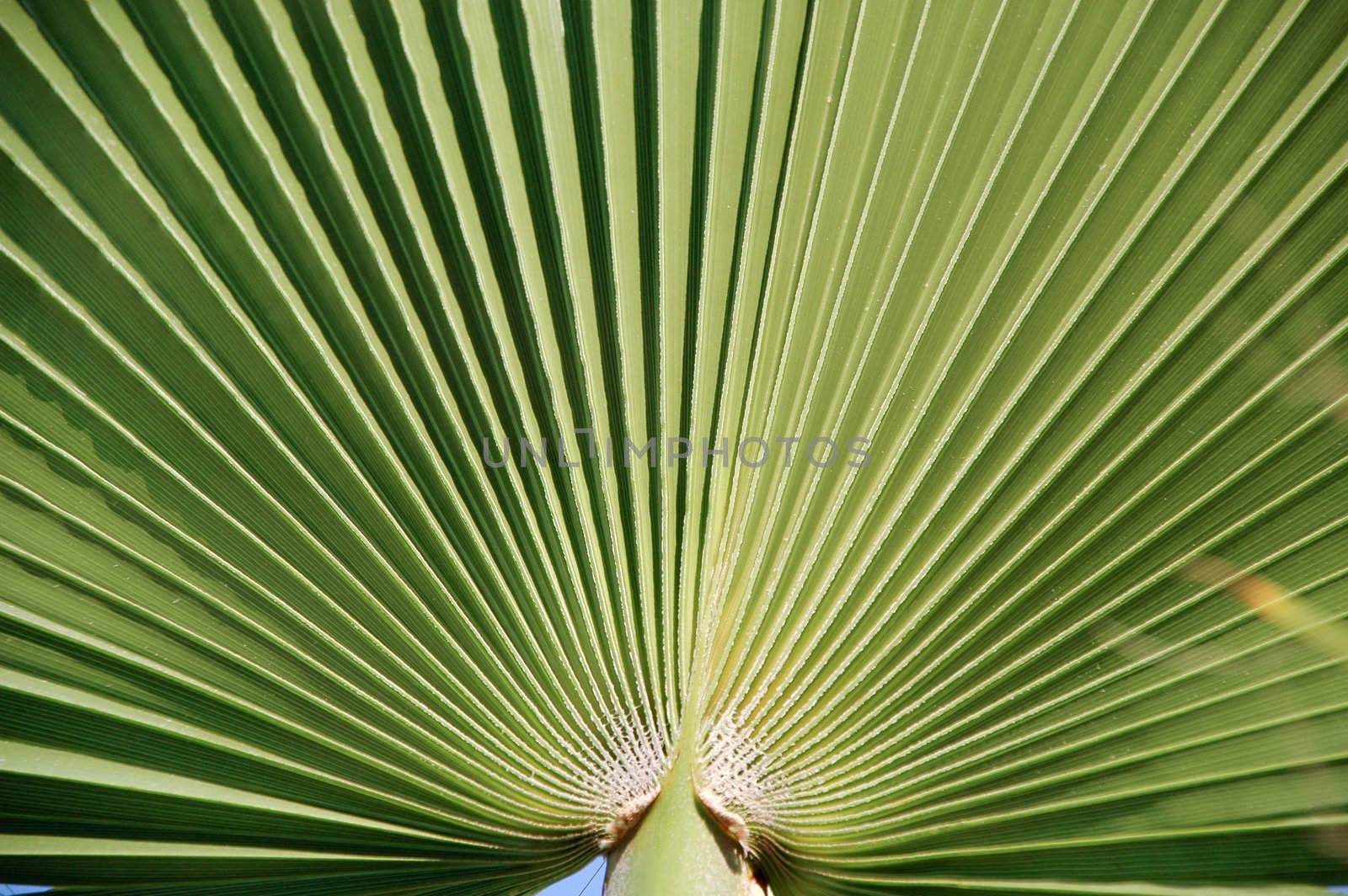 Palm leaf by cfoto