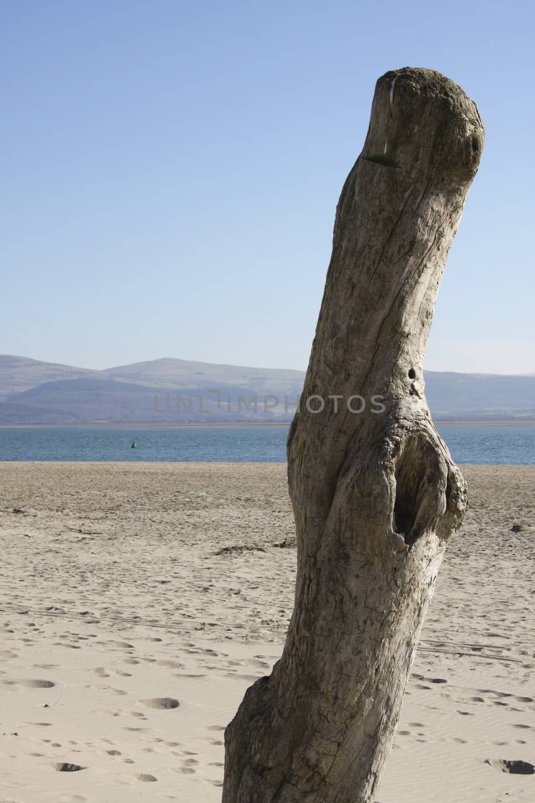 Driftwood on a sandy beach stood