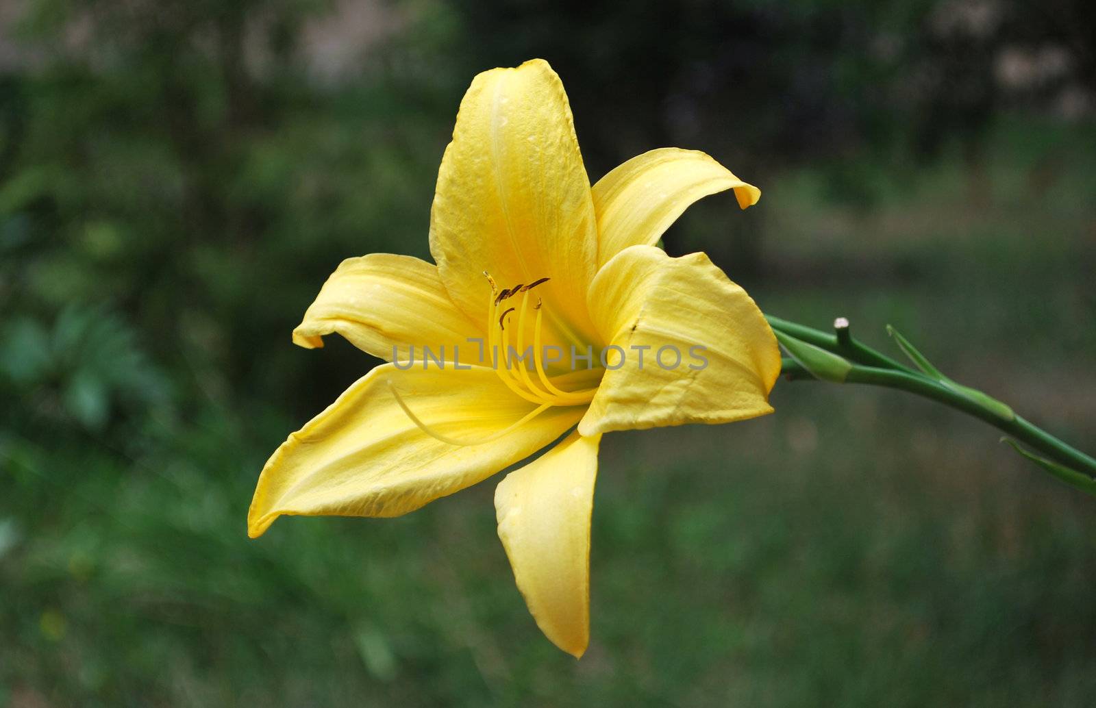 Beautiful yellow flower in the garden